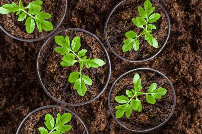 How to plant tomato seeds from tomatoes