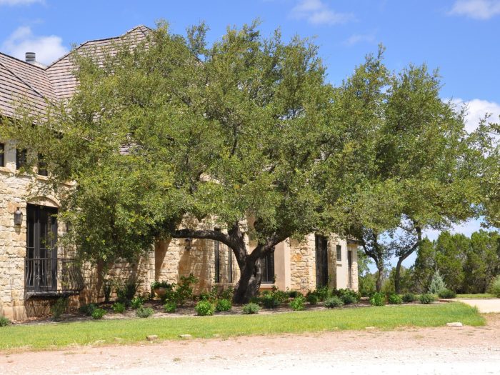 Bur tx treeland nursery deciduous