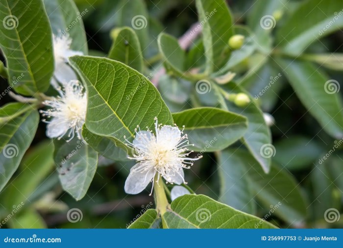 Mexican white guava tree plant